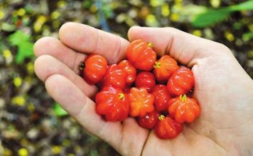 surinam cherry