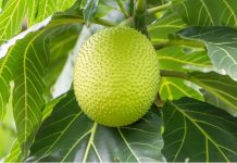 breadfruit recipes