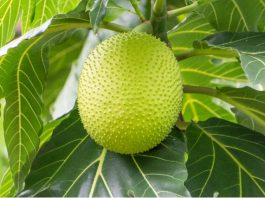 breadfruit recipes