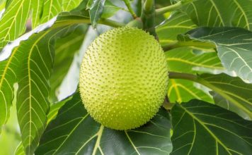 breadfruit recipes