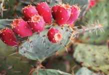 nopal cactus benefits