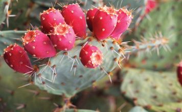 nopal cactus benefits