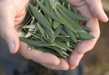 olive leaf extract