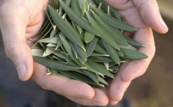 olive leaf extract