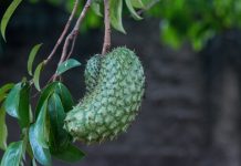 soursop benefits