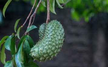 soursop benefits