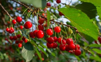 benefits of sour cherry juice