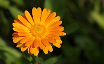 calendula during pregnancy