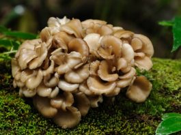 maitake mushrooms benefits