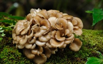 maitake mushrooms benefits