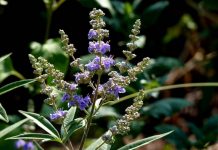 vitex for fertility