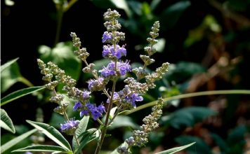 vitex for fertility