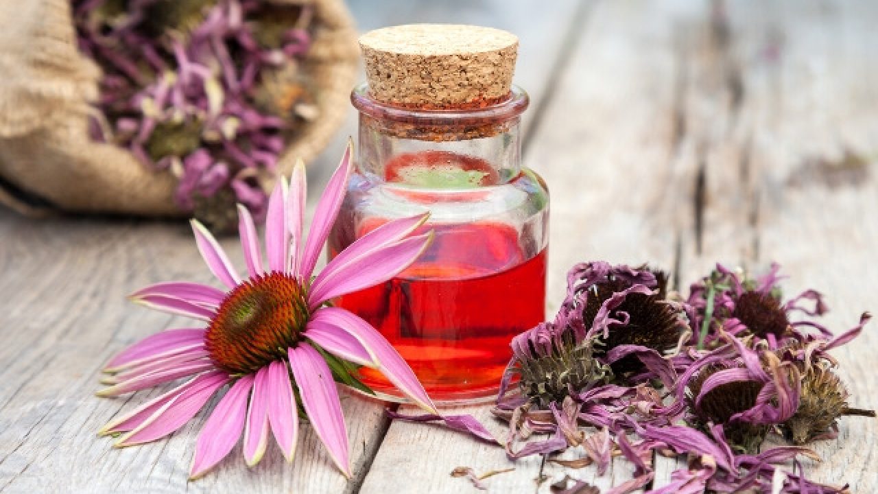 Echinacea in pregnancy