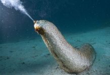 health benefits of Sea Cucumbers