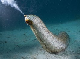 health benefits of Sea Cucumbers