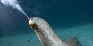 health benefits of Sea Cucumbers