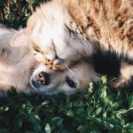 pet-proof your home