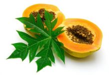 health benefits of papaya leaf