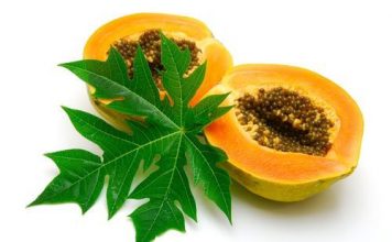 health benefits of papaya leaf