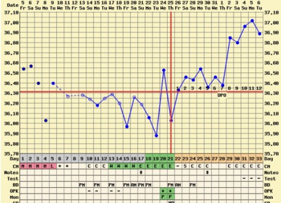 Triphasic Chart and Pregnancy