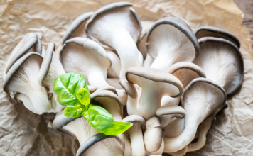 oyster mushroom