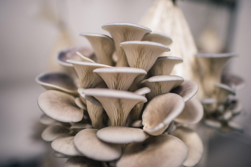 7 Incredible Health Benefits Of Oyster Mushrooms