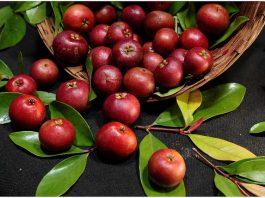 kokum