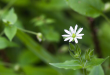 Chickweed