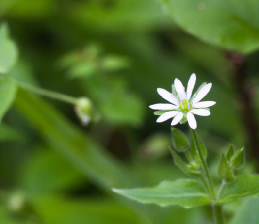 Chickweed