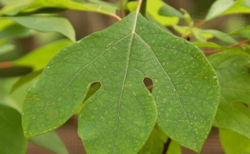 sassafras benefits