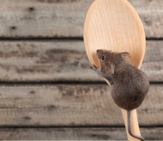 get rid of mice
