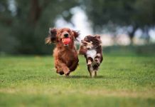 having two dogs
