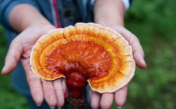 medicinal mushrooms