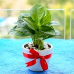 plant gift