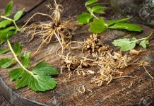 valerian root for insomnia