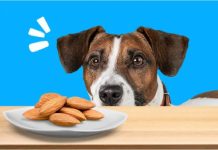 can dogs eat almonds