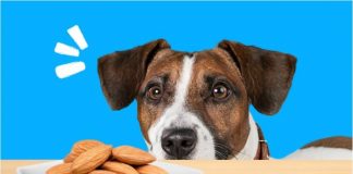 can dogs eat almonds