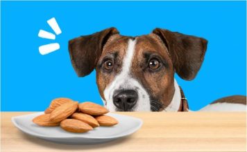 can dogs eat almonds