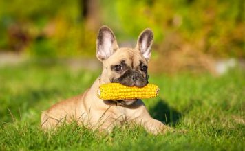 can dogs eat corn