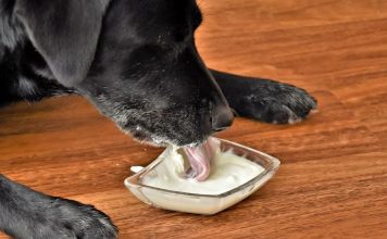 can dogs eat yogurt