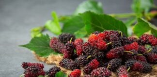 health benefits of mulberries