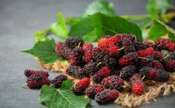 health benefits of mulberries