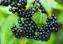 elderberry for kids