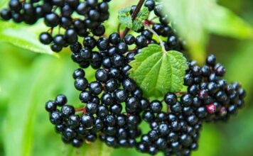 elderberry for kids